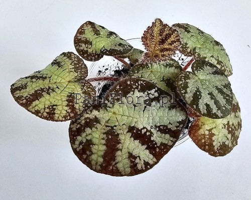 arachnoidea white form