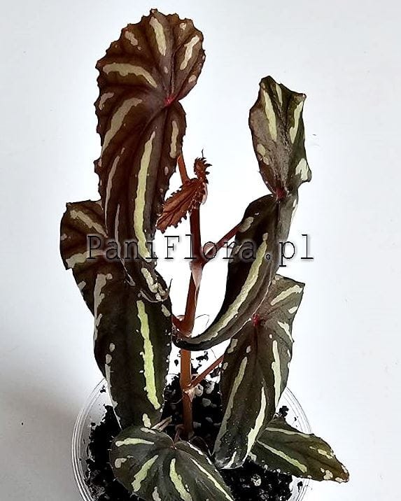 Begonia keranji