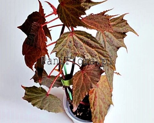 Begonia Dancing Dragon