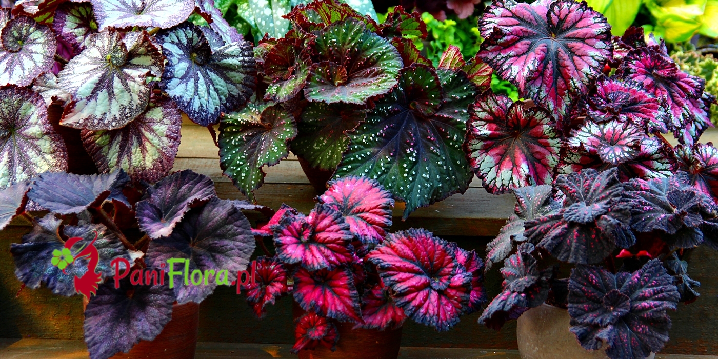 PaniFlora.pl - Sklep online dla miłośników, pasjonatów i początkujących domowych ogrodników.