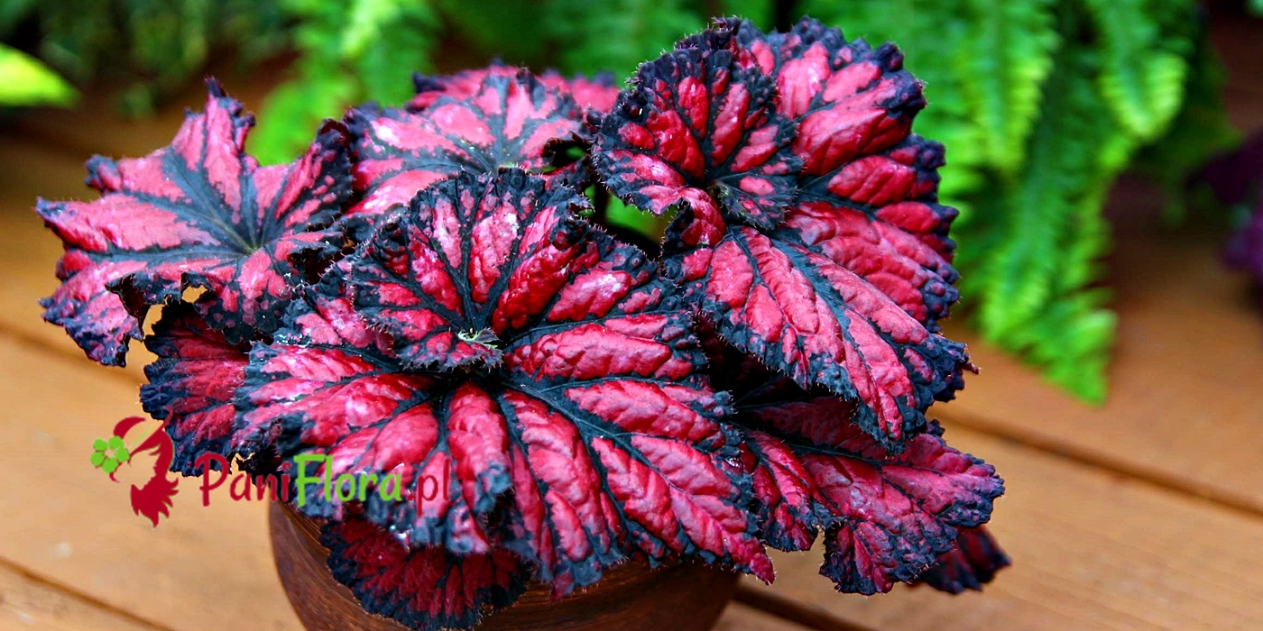 PaniFlora.pl - Mamy ciekawe, kolekcjonerskie rarytasy roślinne. Każdy miłośnik pięknych roślin domowych znajdzie dla siebie satysfakcjonujące okazy!