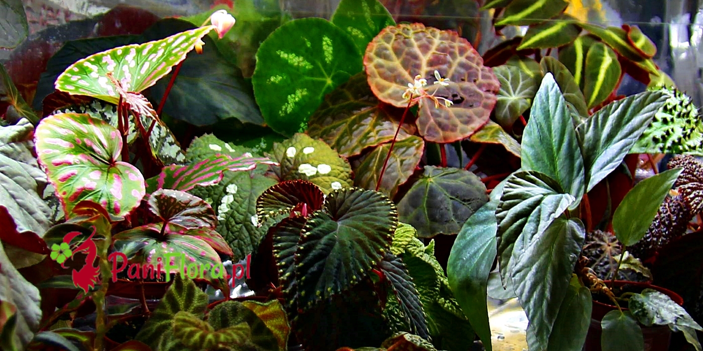 PaniFlora.pl - Sklep z roślinami online. Szeroki asortyment begonii, roślin terrarystycznych i rzadkich, kolekcjonerskich roślin do uprawy domowej